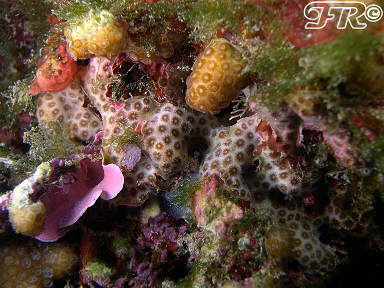 Madracis pharensis